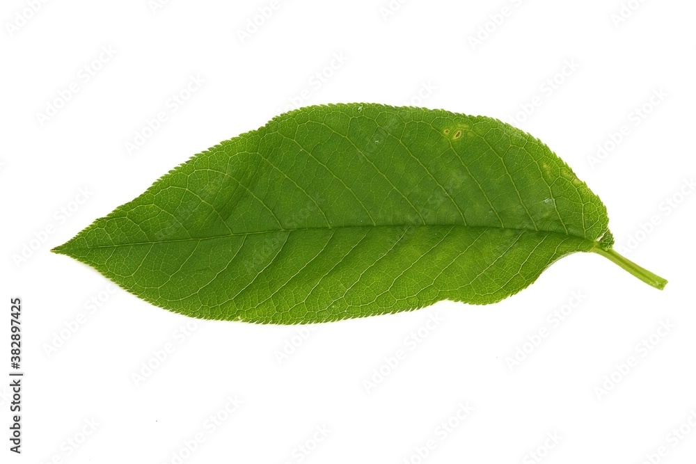 Fototapeta premium Bird cherry tree leaf isolated on a white background
