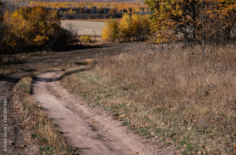 Naklejka premium path in the autumn forest
