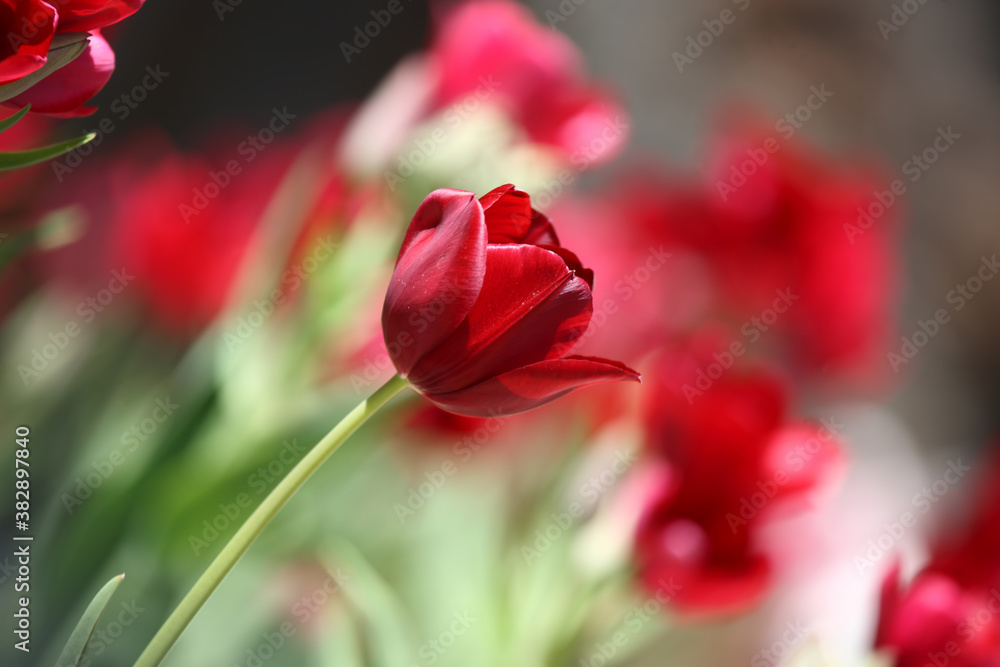 Colorful tulips flowers blooming in a garden.Very beautiful tulips in bloom and smell spring. Colorful tulip garden. Colorful tulips flowers blooming in a garden.Very beautiful tulips in bloom and smell spring. Colorful tulip garden.