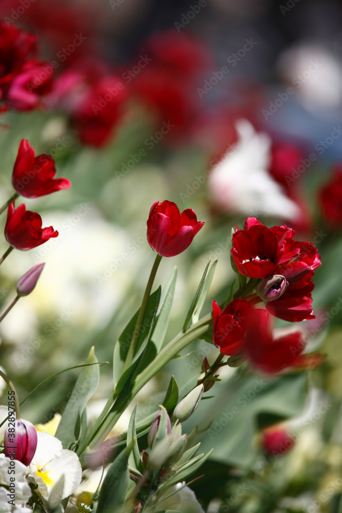 Colorful tulips flowers blooming in a garden.Very beautiful tulips in bloom and smell spring. Colorful tulip garden. Colorful tulips flowers blooming in a garden.Very beautiful tulips in bloom and smell spring. Colorful tulip garden.