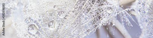 Beautiful dew drops on a dandelion seed macro. Beautiful soft blue background. Water drops on a parachutes dandelion. Copy space. soft focus on water droplets. circular shape, abstract background. © Serenkonata