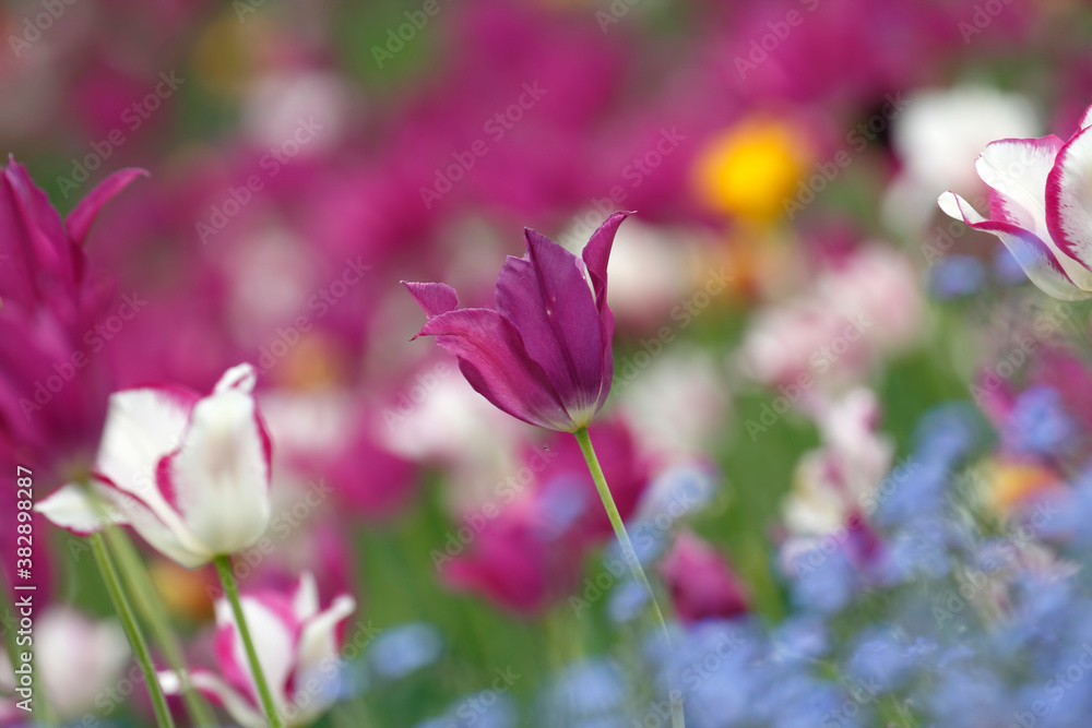 Colorful tulips flowers blooming in a garden.Very beautiful tulips in bloom and smell spring. Colorful tulip garden. Colorful tulips flowers blooming in a garden.Very beautiful tulips in bloom and smell spring. Colorful tulip garden.