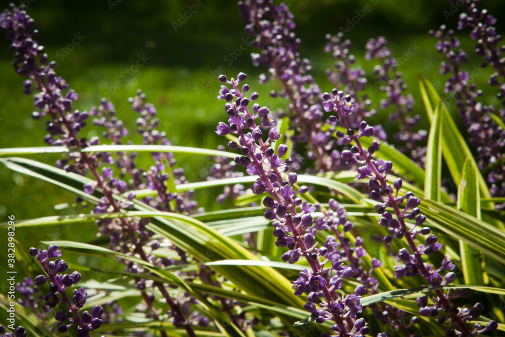 Ταπετσαρία Lilac purple flowers of variegated liriope or lilyturf in the sunlight