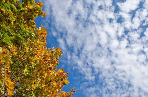 Beautiful autumn maple tree with falling down old leaves over blue cloudy sky, abstract background, nature at fall