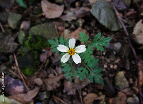 flower in the forest