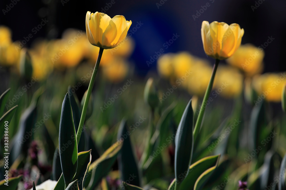 Obraz premium Colorful tulips flowers blooming in a garden.Very beautiful tulips in bloom and smell spring. Colorful tulip garden.