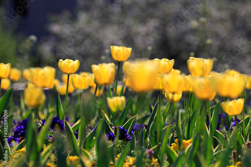 Colorful tulips flowers blooming in a garden.Very beautiful tulips in bloom and smell spring. Colorful tulip garden.