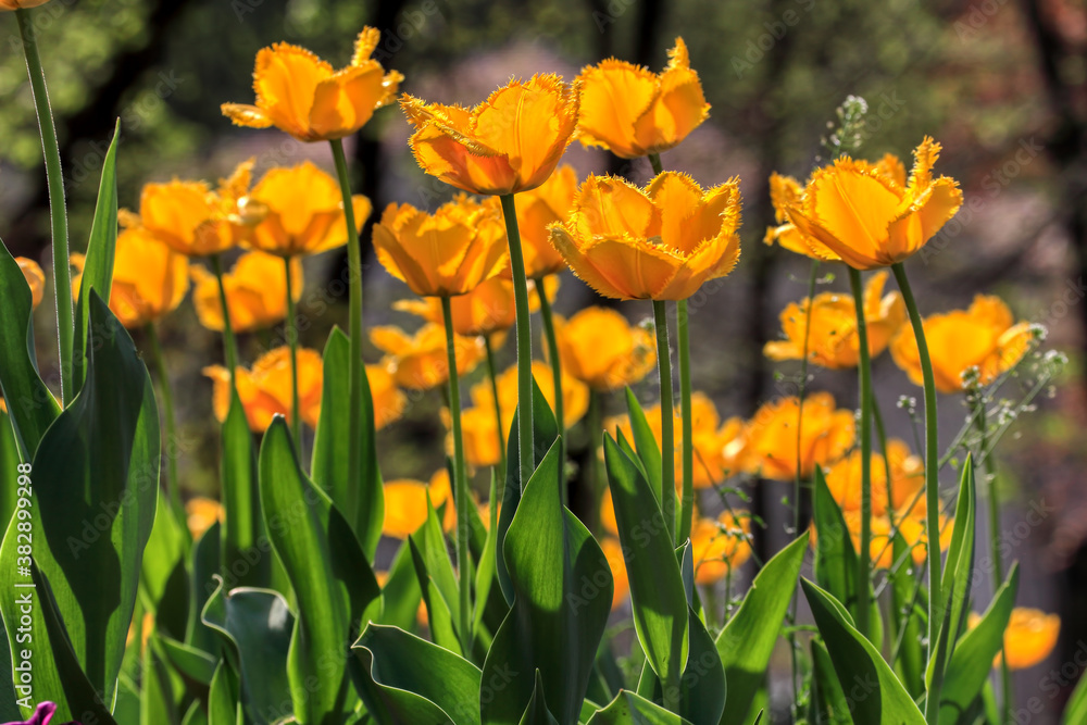 Colorful tulips flowers blooming in a garden.Very beautiful tulips in bloom and smell spring. Colorful tulip garden. Colorful tulips flowers blooming in a garden.Very beautiful tulips in bloom and smell spring. Colorful tulip garden.