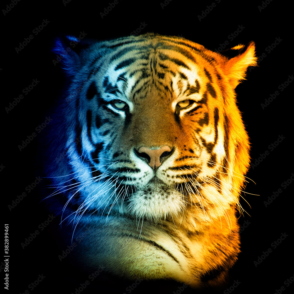 Portrait of tiger in a hot and cold shade