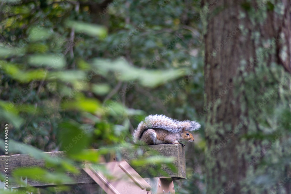 squirrel in the forrest