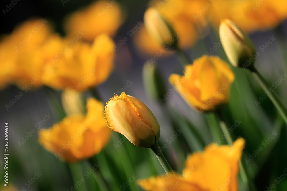 Colorful tulips flowers blooming in a garden.Very beautiful tulips in bloom and smell spring. Colorful tulip garden. Colorful tulips flowers blooming in a garden.Very beautiful tulips in bloom and smell spring. Colorful tulip garden.