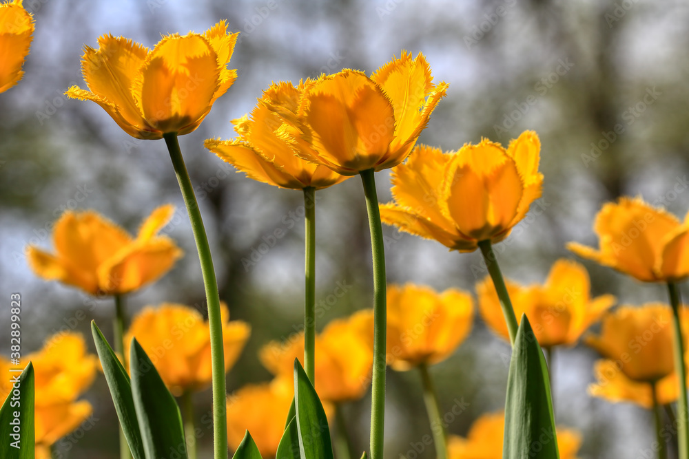 Colorful tulips flowers blooming in a garden.Very beautiful tulips in bloom and smell spring. Colorful tulip garden. Colorful tulips flowers blooming in a garden.Very beautiful tulips in bloom and smell spring. Colorful tulip garden.