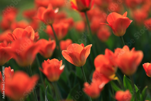 Colorful tulips flowers blooming in a garden.Very beautiful tulips in bloom and smell spring. Colorful tulip garden.