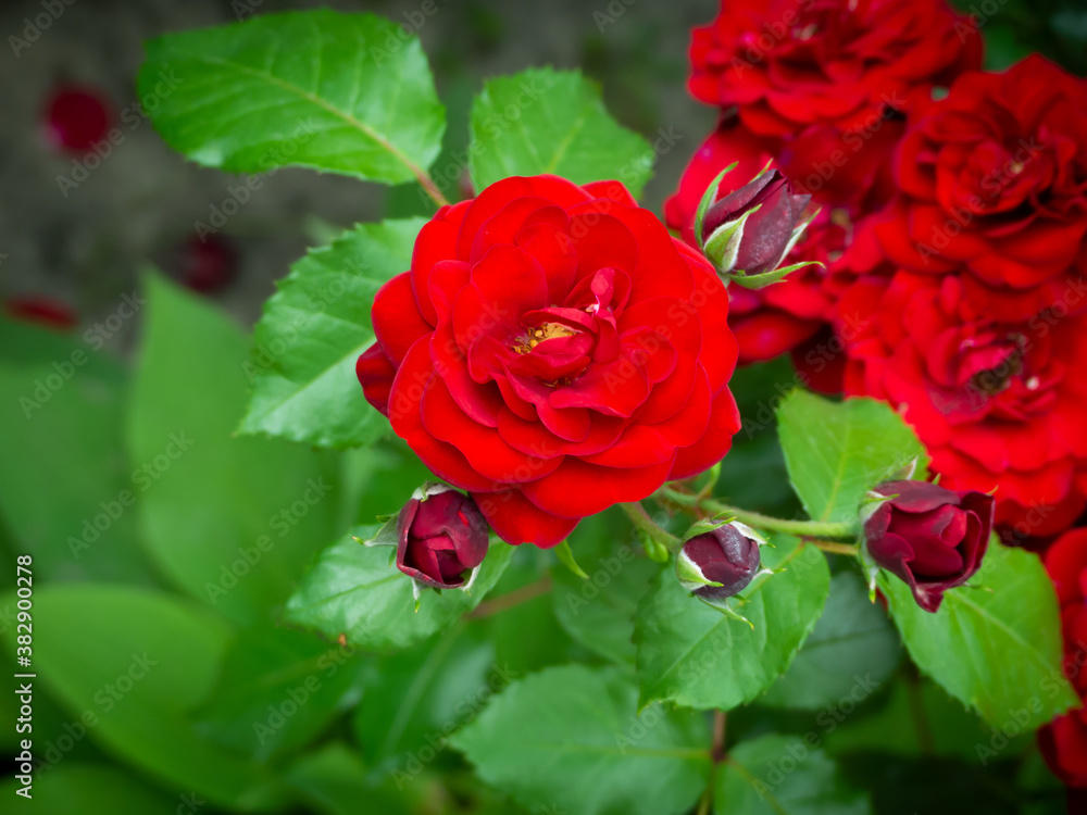Fototapeta premium red rose in garden