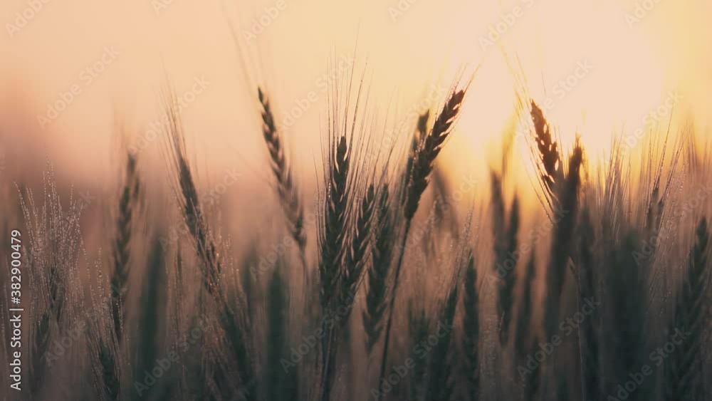 Close-up of wheat ears with dew drops at dawn in the fog. Close-up of wheat ears with dew drops at dawn in the fog.