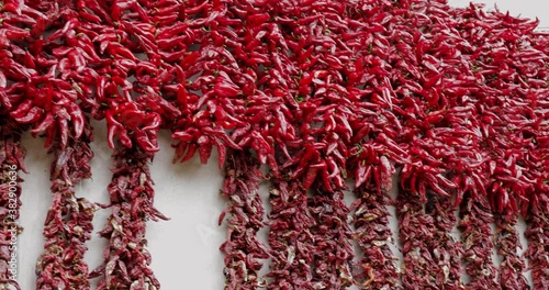 A lot of red peppers hanging and drying. Drying red peppers for spice.  photo