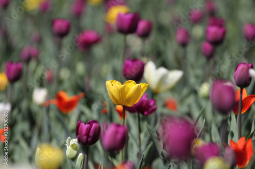 Colorful tulips flowers blooming in a garden.Very beautiful tulips in bloom and smell spring. Colorful tulip garden.