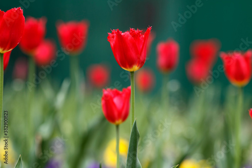 Colorful tulips flowers blooming in a garden.Very beautiful tulips in bloom and smell spring. Colorful tulip garden.