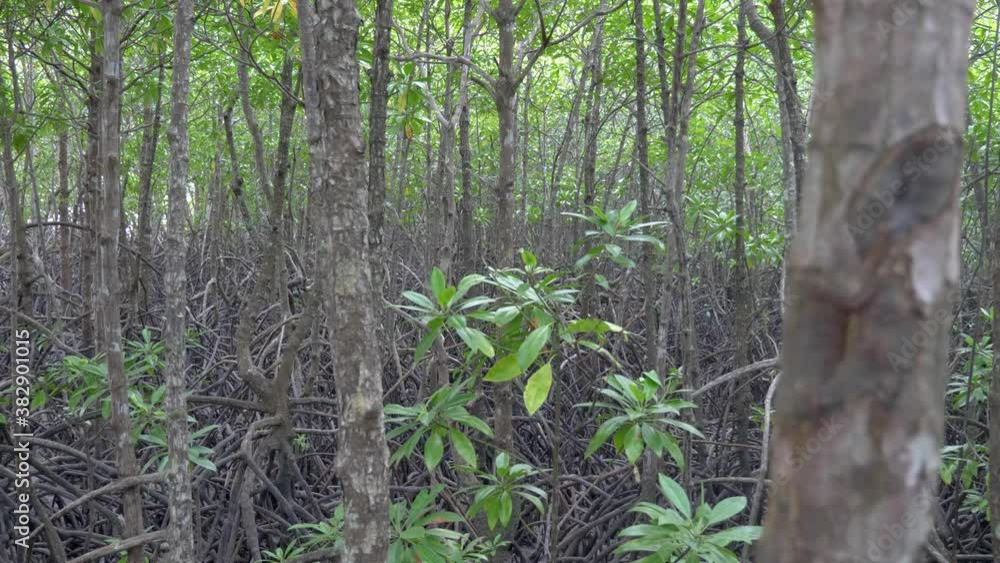 Sliding view of dense mangrove forest Sliding view of dense mangrove forest