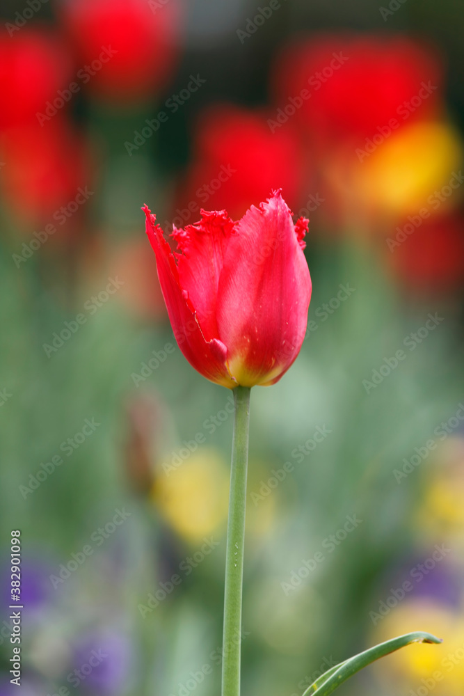 Colorful tulips flowers blooming in a garden.Very beautiful tulips in bloom and smell spring. Colorful tulip garden. Colorful tulips flowers blooming in a garden.Very beautiful tulips in bloom and smell spring. Colorful tulip garden.