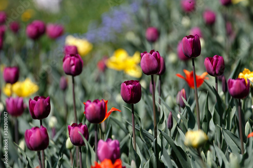 Colorful tulips flowers blooming in a garden.Very beautiful tulips in bloom and smell spring. Colorful tulip garden.