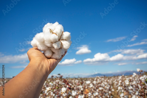 Human-handed cotton bolls t...