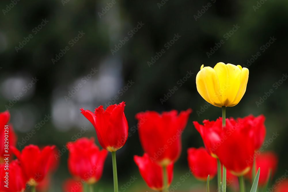 Colorful tulips flowers blooming in a garden.Very beautiful tulips in bloom and smell spring. Colorful tulip garden.