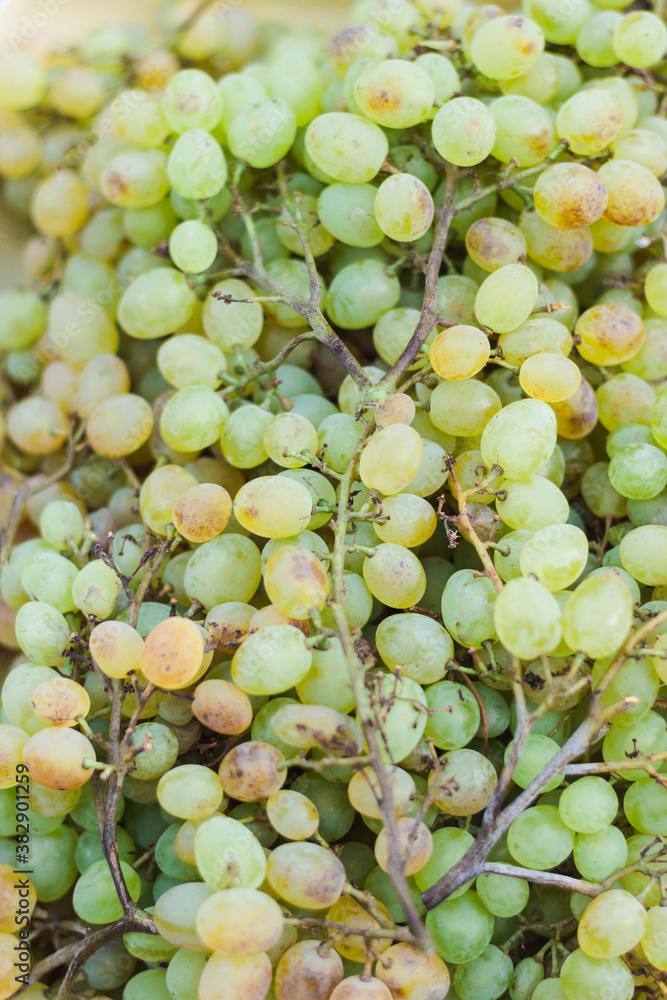Seedless green grapes. Background from green grapes. Autumn harvest Seedless green grapes. Background from green grapes. Autumn harvest