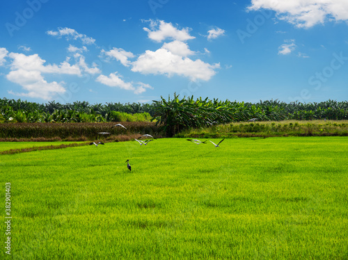 Rice field, Agriculture, paddy, with white cloud