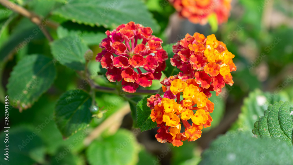 Small natural flowers, macro, with red and orange degrade Small natural flowers, macro, with red and orange degrade