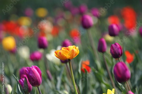 Colorful tulips flowers blooming in a garden.Very beautiful tulips in bloom and smell spring. Colorful tulip garden.