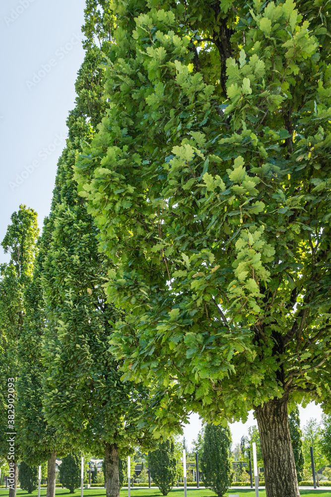 Fototapeta premium A row of Quercus robur, commonly known as common oak, pedunculate, European or English oak in city park krasnodar. Public landscape 'Galitsky park' for relaxation and walking in sunny autumn 2020
