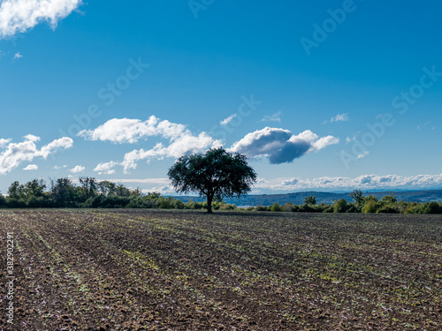 Baumgrundstück im Spätsommer photo