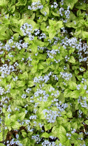 Siberian bugloss or Brunnera macrophylla blue flowers photo