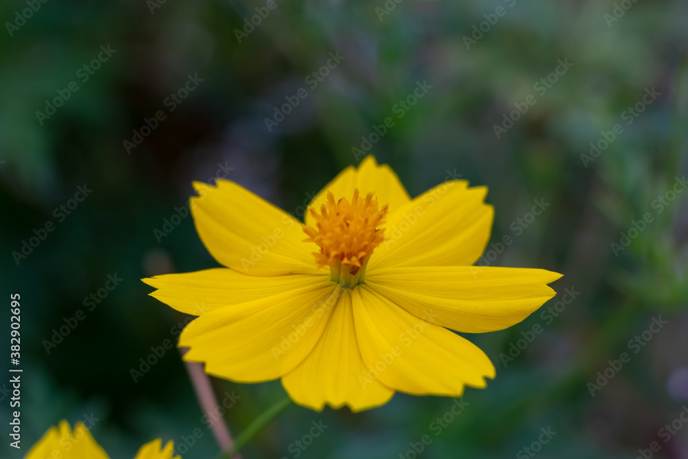 Obraz premium yellow flower in the garden
