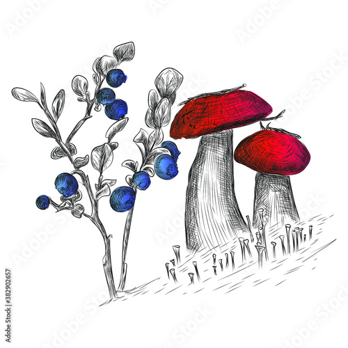 Drawn boletus mushroom with red cap and northern blueberry in the forest