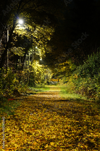 Fototapeta Naklejka Na Ścianę i Meble -  Night City park Alley in autumn.