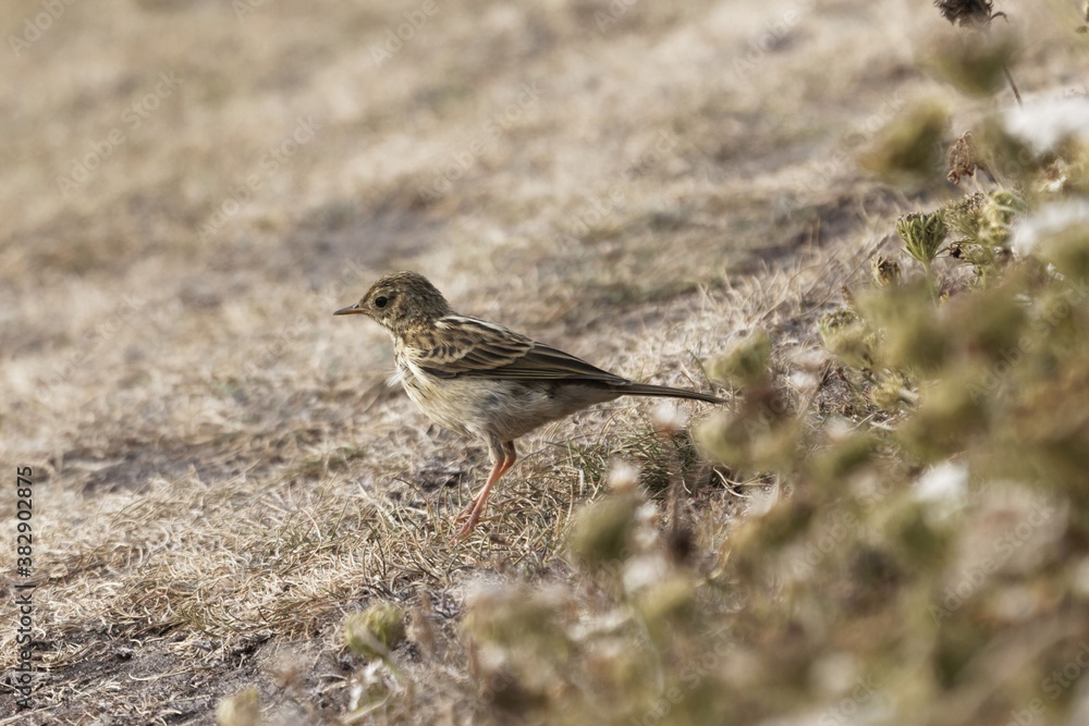 A meadow pipit, Anthus pratensis, with dry grass A meadow pipit, Anthus pratensis, with dry grass