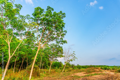 Wallpaper Mural Latex rubber plantation or para rubber tree in southern Thailand Torontodigital.ca