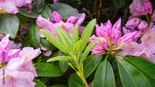Flower And Buds Of The Magnolia Grandiflora, The Southern Magnolia Or Bull Bay, Tree Of The Family Magnoliaceae.
