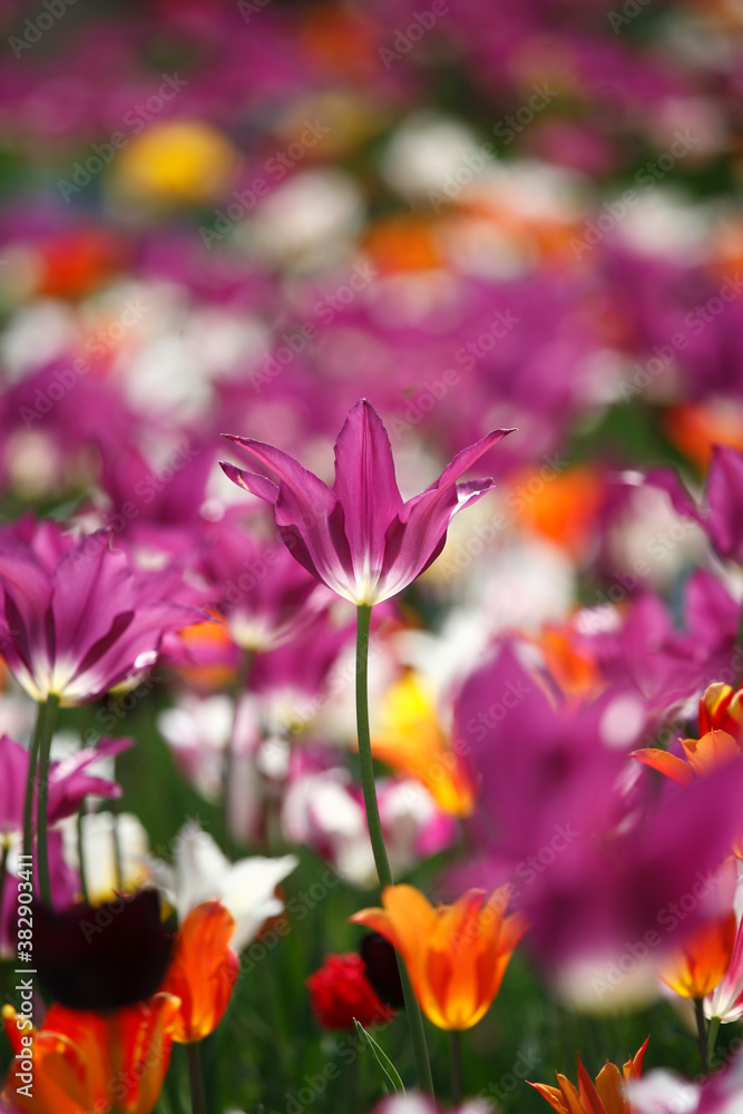 Colorful tulips flowers blooming in a garden.Very beautiful tulips in bloom and smell spring. Colorful tulip garden. Colorful tulips flowers blooming in a garden.Very beautiful tulips in bloom and smell spring. Colorful tulip garden.