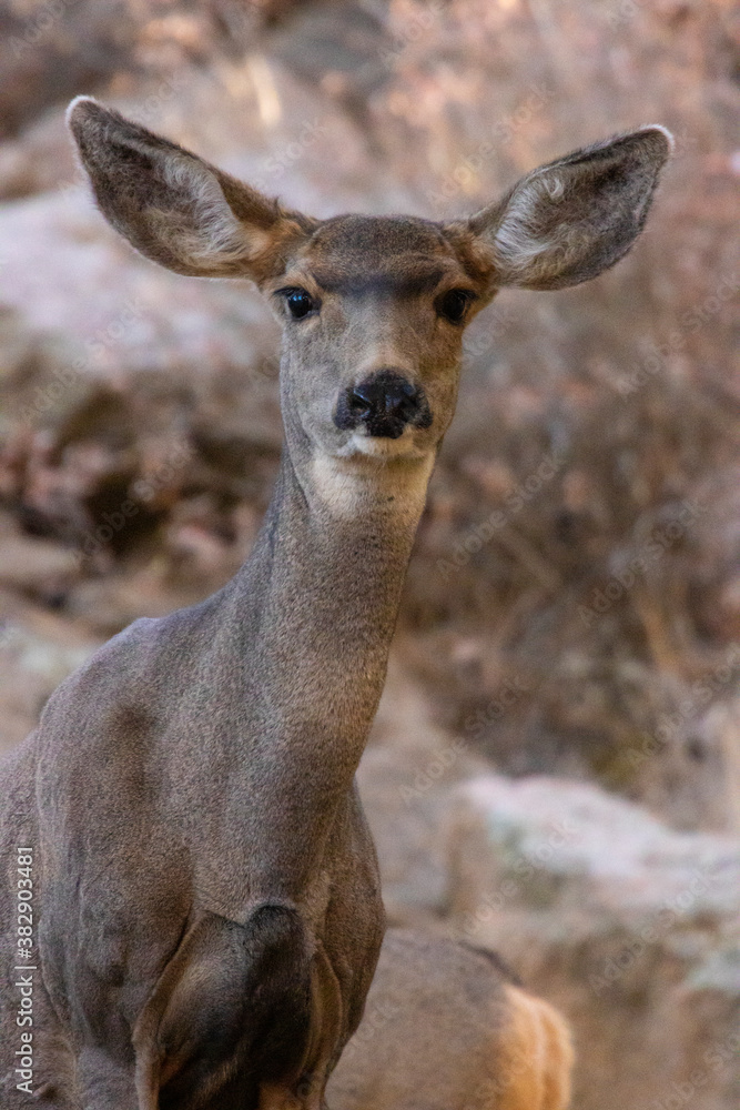 Doe Mule Deer in the Woods