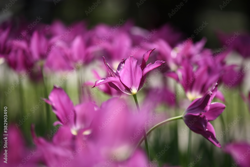 Colorful tulips flowers blooming in a garden.Very beautiful tulips in bloom and smell spring. Colorful tulip garden. Colorful tulips flowers blooming in a garden.Very beautiful tulips in bloom and smell spring. Colorful tulip garden.