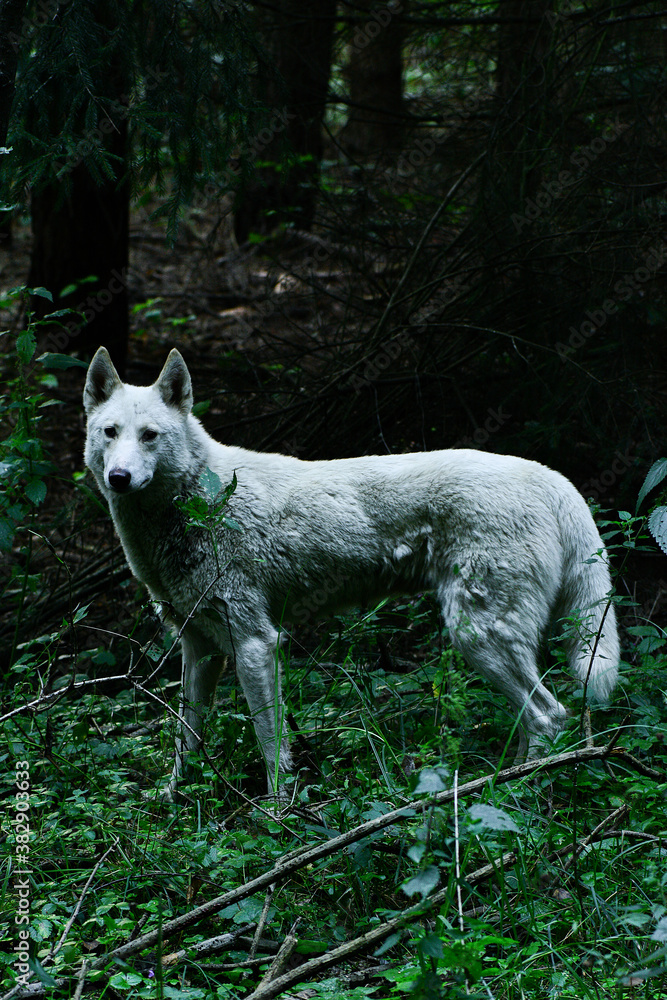 Obraz premium wolf in the forest