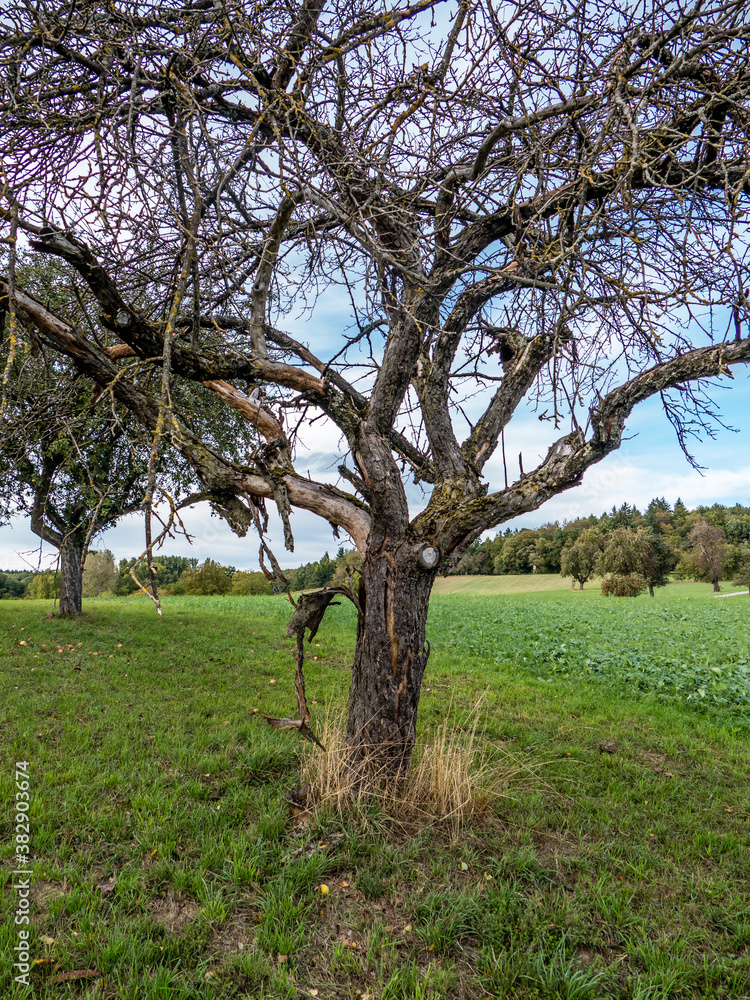 Obraz premium Abgestorbener Baum