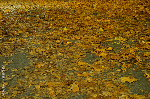Colorful background of fallen autumn leaves.