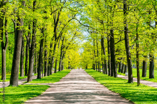 Oak alley in Catherine park in spring, Tsarskoe Selo (Pushkin), St. Petersburg, Russia