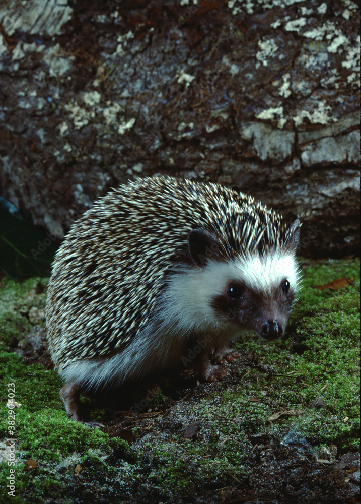 Fototapeta premium East African Hedgehog (Erinaceus Hinde)
