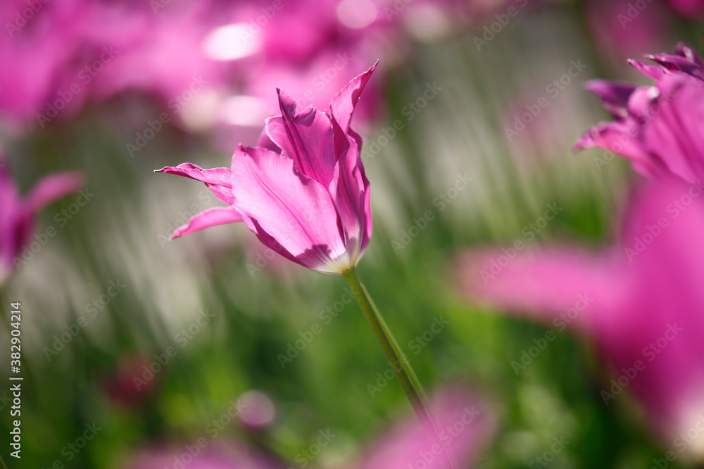 Colorful tulips flowers blooming in a garden.Very beautiful tulips in bloom and smell spring. Colorful tulip garden. Colorful tulips flowers blooming in a garden.Very beautiful tulips in bloom and smell spring. Colorful tulip garden.