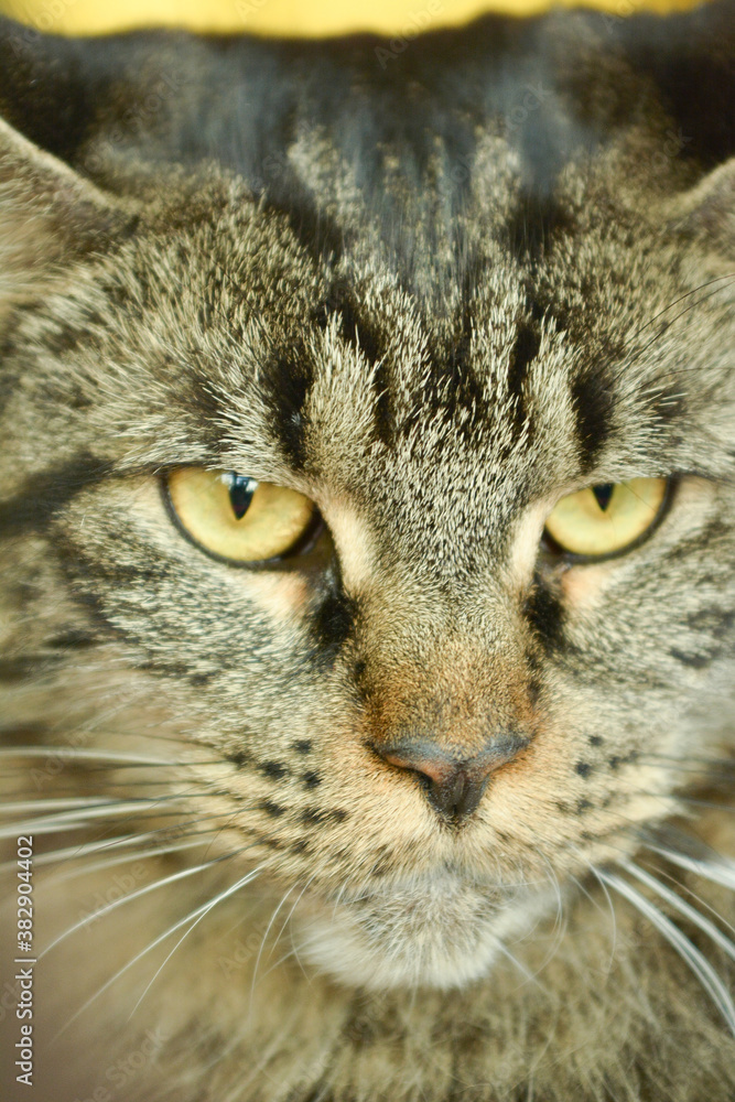 portrait of a cat portrait of a cat